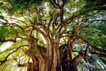 Explosión, en las inmediaciones del árbol del Tule, Oaxaca
