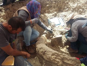 ARQUEÓLOGOS DEL INAH CONSERVAN RESTOS DE MAMUT EN DURANGO