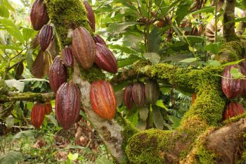 CACAOTALES, POSIBLE SOLUCIÓN ANTE LA TALA Y DEGRADACIÓN DE LA FLORA EN LA LACANDONA