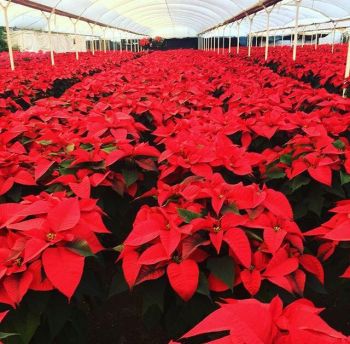 PRODUCTORES DE XOCHIMILCO SE ALISTAN PARA LA VENTA DE PLANTAS DE NOCHEBUENA