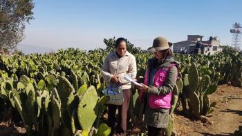 SEDEREC y técnicos de Agroasemex recorren zonas de cultivo de Milpa Alta afectadas por heladas