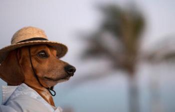 Vacaciones de fin de año ¿Puedo viajar con mi mascota?