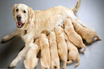ESTERILIZACIÓN TEMPRANA, LA MEJOR PREVENCIÓN DE ENFERMEDADES EN PERROS Y GATOS: ACADÉMICO DE LA UNAM