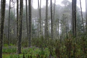 URGE POLÍTICA FORESTAL PARA DETENER LA DESTRUCCIÓN DE LOS BOSQUES TEMPLADOS DEL PAÍS