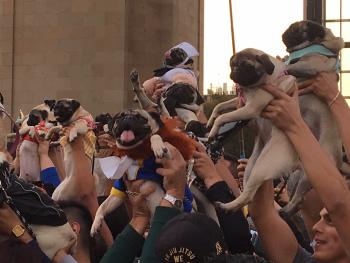 Todo un éxito la Caminata Pug 2017