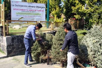 LA DELEGACIÓN ÁLVARO OBREGÓN IMPULSARÁ CAMPAÑA DE RECICLAJE DE ÁRBOLES DE NAVIDAD