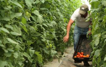 ¿Qué productos se obtienen con la agricultura protegida?