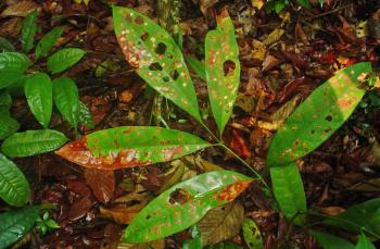 EN PELIGRO, LA SALUD DE BOSQUES TROPICALES POR HONGOS PATÓGENOS