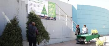 Abre DMH centros de acopio para árboles de Navidad