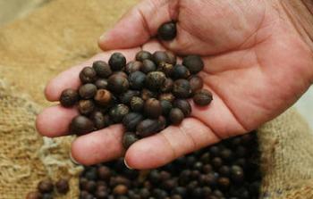 PROCAFÉ, garantía de riqueza agroalimentaria