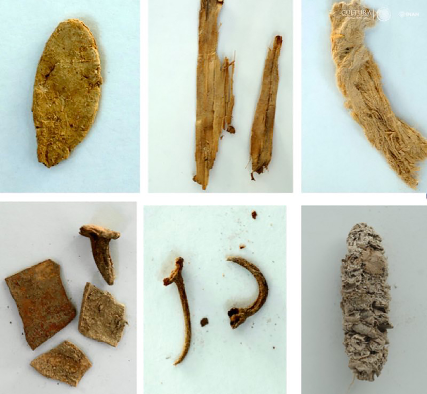 El resto de maíz más antiguo encontrado hasta la fecha en el noroeste de México, emergió en bandejas de agua