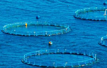 Incrementa tu productividad sustentablemente con acuacultura