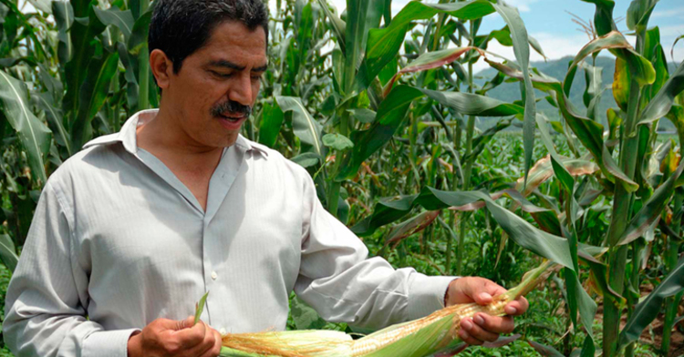 PIMAF: Apoyos para pequeños productores de maíz y frijol