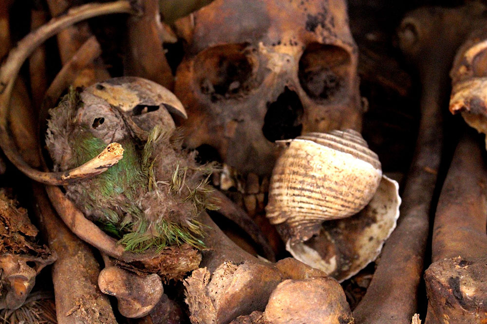 Datan en 2000 años de antigüedad, cabeza momificada de guacamaya hallada en cueva Avendaños, Chihuahua