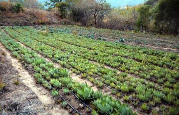 MÉXICO CUENTA CON 159 ESPECIES DE AGAVE; INVESTIGADORES DE LA UNAM ENCONTRARON 4 NUEVAS