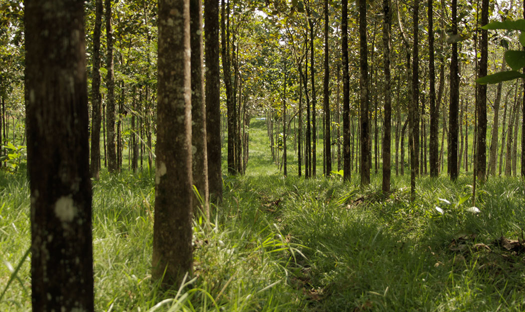 Solicitan cuidado forestal por aire y tierra en CDMX