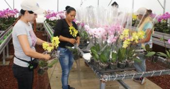 Arráigate, oportunidad productiva para los jóvenes del campo mexicano