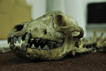 20 años del Seminario Relaciones Hombre-Fauna, estudio de la dimensión simbólica y biológica del humano