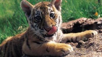 DETIENEN A SUJETO CON CACHORRO DE TIGRE BENGALA