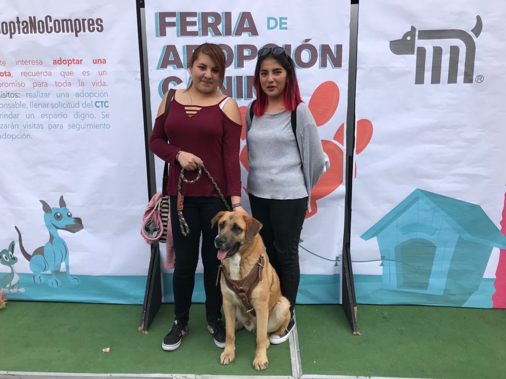 Adoptan a 20 canes en Feria