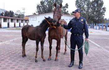 POR SUS FUNCIONES, EL AGRUPAMIENTO A CABALLO ES UN VALUARTE HISTÓRICO DE LA POLICÍA CDMX