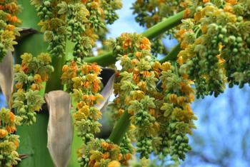 DESPUÉS DE 30 AÑOS DE ESPERA, EJEMPLAR DE FURCRAEA LONGAEVA FLORECE EN EL JARDÍN BOTÁNICO DE LA UNAM
