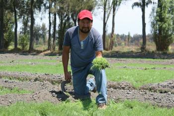 SE GARANTIZA EL ABASTO DE ROMERITO PARA SEMANA SANTA