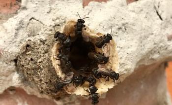 ABEJAS MELIPONAS, NUEVO HUÉSPED DE AZCAPOTZALCO