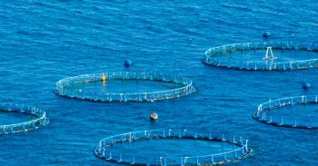 Maricultura, una alternativa en la producción de alimentos