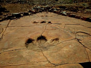 La riqueza de yacimientos fósiles de Sonora, motivo para impulsar la conservación de bienes paleontológicos