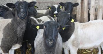 SENASICA y PRONABIVE, al rescate de la salud animal