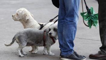 Van 60 personas vinculadas a proceso por robo de mascotas en un año