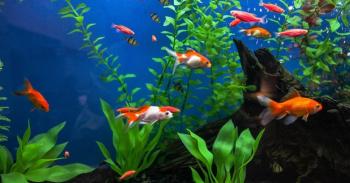 Peces de ornato, más que belleza acuícola