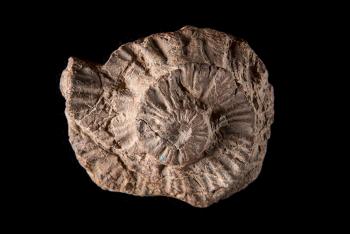 INAH registra los fósiles Tipos de la Colección Nacional de Paleontología de la UNAM, la más importante de México