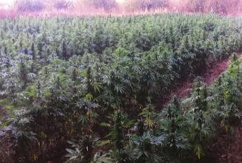 Se destruyen más de 800 mil plantas de marihuana en Jalisco