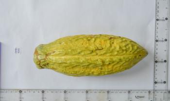 Desarrolla INIFAP “clones” de plántulas de cacao mejorados y resistentes a enfermedades
