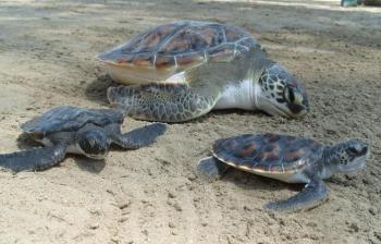 Rescatan a más de 10 mil tortugas en Madagascar