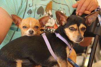 IZTAPALAPA RESPETA LOS DERECHOS DE LOS ANIMALES Y PROMUEVE LA ADOPCIÓN