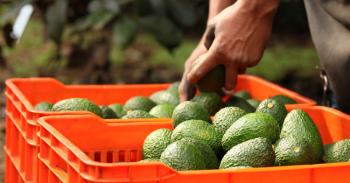 ¿Cómo beneficia la agricultura a las familias mexicanas?