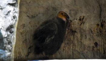 Nace quinto cóndor de California en Zoológico de Chapultepec