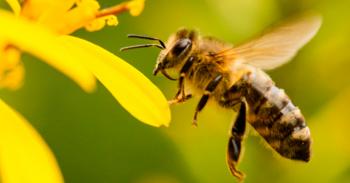 Las abejas y su aportación a la agricultura