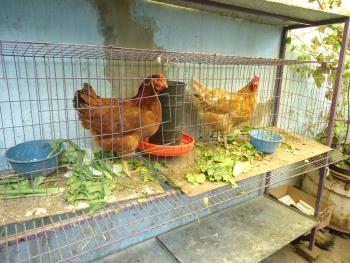 REALIZAN JORNADA MÉDICO VETERINARIA EN BARRIO CALTONGO, XOCHIMILCO