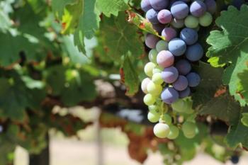 Reciben galardón en China, vinos chihuahuenses