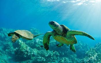 CARISMÁTICAS E INOFENSIVAS, LAS TORTUGAS MARINAS SON VÍCTIMAS DE DESMEDIDA EXPLOTACIÓN