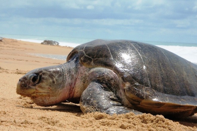 Establece Semarnat área de refugio para la tortuga amarilla en BCS