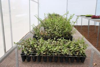 INAUGURAN INVERNADERO PARA PROPAGAR MATERIAL VEGETATIVO  A GRAN ESCALA EN XOCHIMILCO