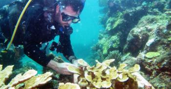 INAPESCA, al rescate del coral