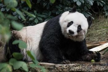 Shuan Shuan cumple 31 años