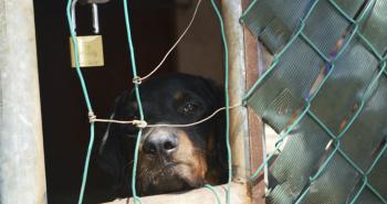 Vecinos denuncian maltrato a perros en Texcoco