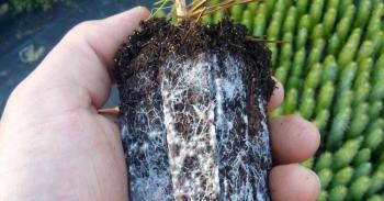 Micorriza, biofertilizante milenario
